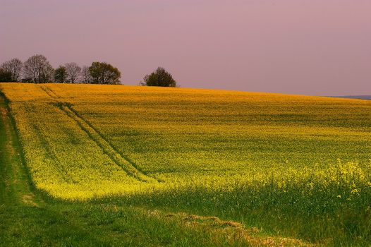 A field of rape, Indre region, Loire Valley, France