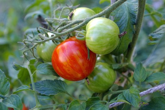 Tomatoes growing and ripening on the vine