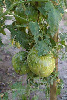Unripe green tomatoes growing on the vine