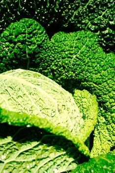 Vivid green Savoy cabbage growing - close-up detail