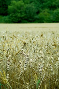 Field of wheat in the Loire Valley, France