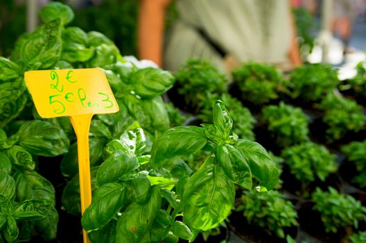 Basil on sale on a specialist market stall in France