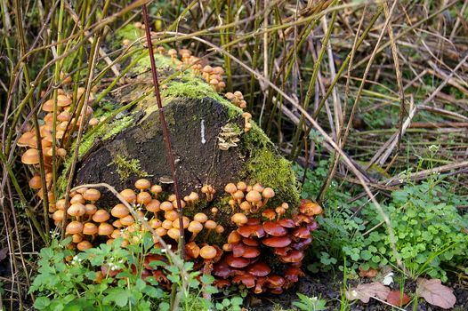 Fungi growing on a log lying on the ground against a bed of reeds