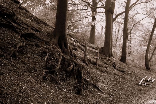 Monochrome tree roots twisting amid fallen leaves