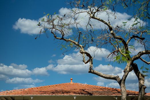 Tree by Red Tile Roof under blue sky