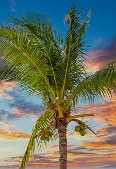 Palm trees with coconuts against nice sky