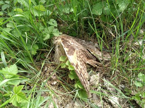 Dead owl. Found a dead owl in the grass.