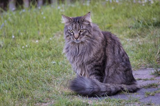 Long haired norwegian forest cat sitting on the grass