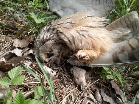 Dead owl. Found a dead owl in the grass.