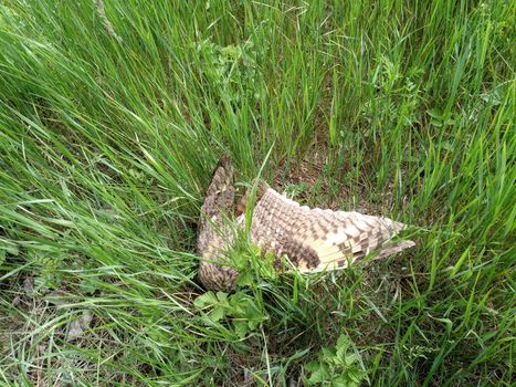 Dead owl. Found a dead owl in the grass.