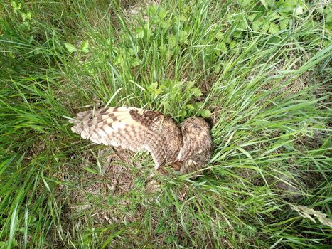 Dead owl. Found a dead owl in the grass.