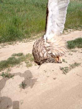 Dead owl. Found a dead owl in the grass.