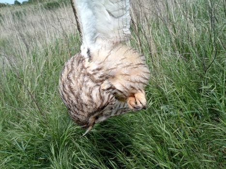 Dead owl. Found a dead owl in the grass.