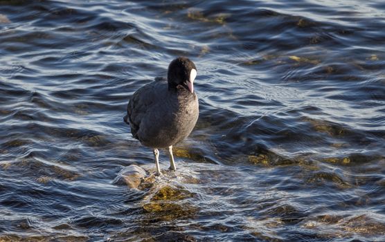 common moorhen bird standing on a stone in the water