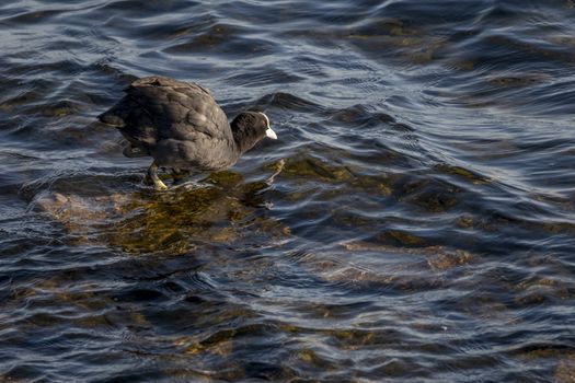 common moorhen bird standing on a stone in the water ready to dive and swim