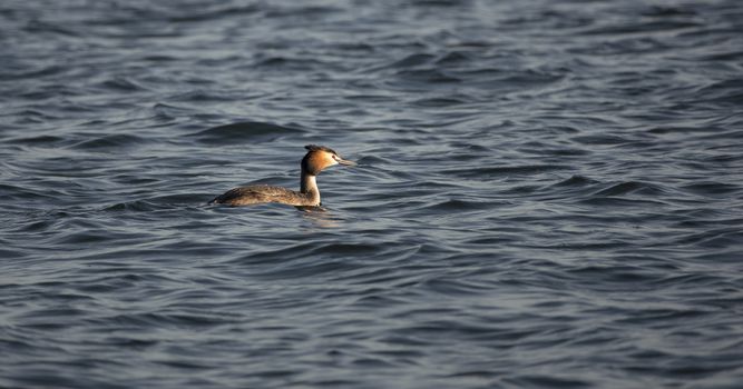 greben water bird swimming in the blue water