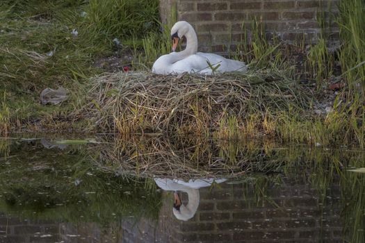 a female swam bird on the nest