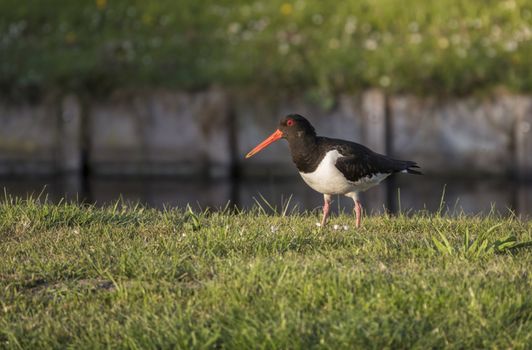 an oystercatcher bird black white with red beak on green grass with a smapp water as background