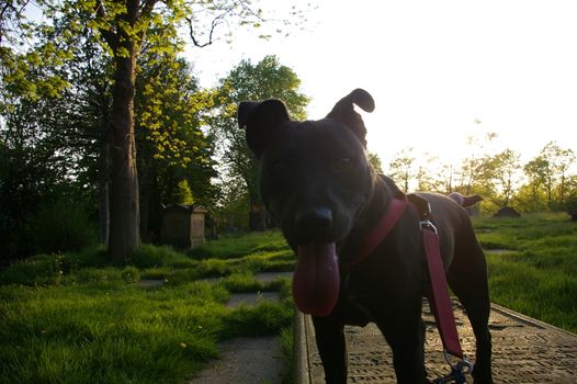 A black and brindle Staffordshire Bull Terrier crossed with one or more unknown breeds