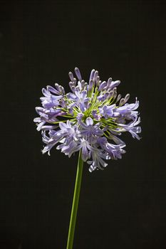 The inflorescence of Agapanthus praecox photographed against a black background