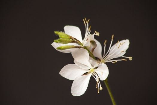 Macro image of the flowers of Lindheimer’s beeblossom (Gaura lindheimeri) on a black background.
