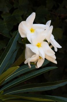 The Madagascar Palm (Pachypodium lamerei), is not a real palm but rather a succulent originating from Madagascar. It is an ideal potted plant.