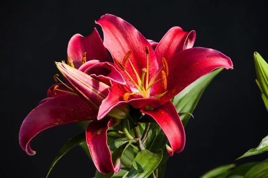 Macro image of a red Oriental Lily in flower.