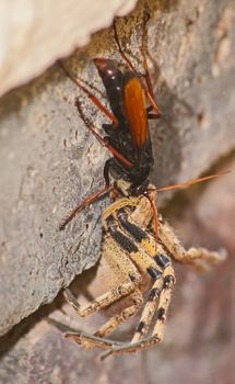 The adult wasps actually eats nectar, the female stings and paralyzes the spider and then drags it to her burrow. There she lays a single egg on it. Because the spider is not dead, the meat stays fresh and the larvae eat the spider alive.