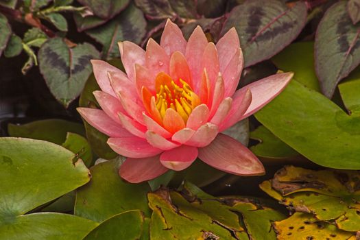 Macro image of a Peach colored Water Lily (Nymphaea caerulea) in a pond.