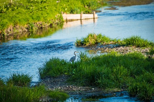 grey heron standing on a island in the river Bela looking for fish