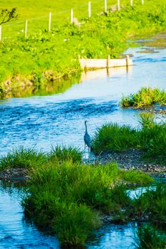 grey heron standing on a island in the river Bela looking for fish