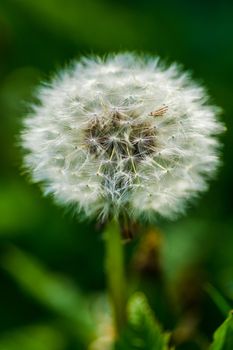 Dandelion seed head and stalk close up with green background