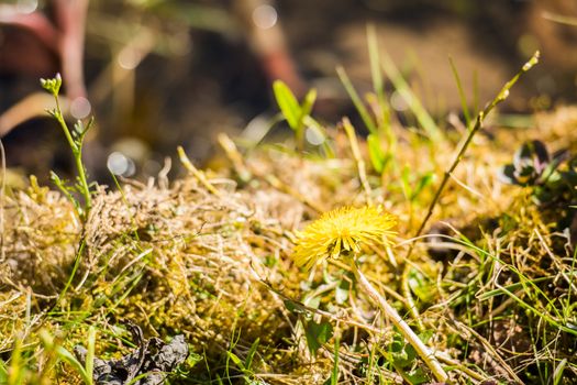 dandelion weed flower closeup on a moss backgound