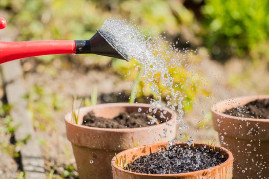 watering can spray head watering seeds