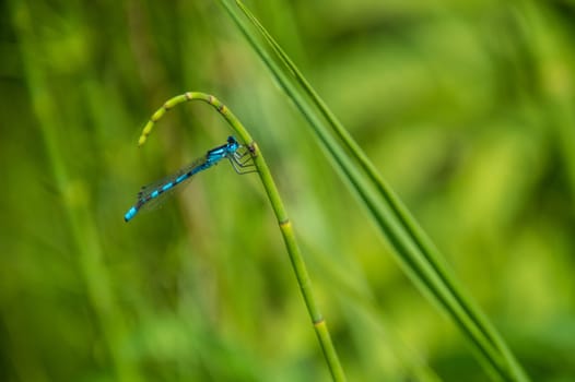 Calopteryx splendens of lake of godivelle in puy de dome in france