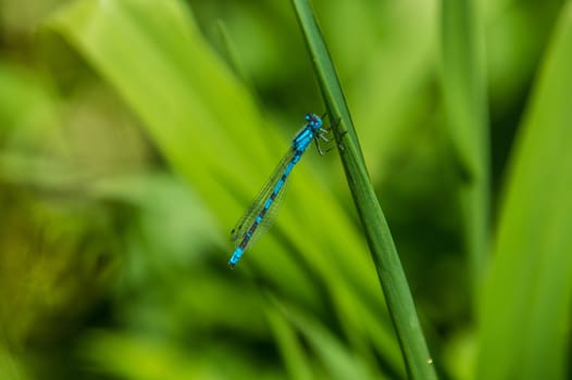 Calopteryx splendens of lake of godivelle in puy de dome in france