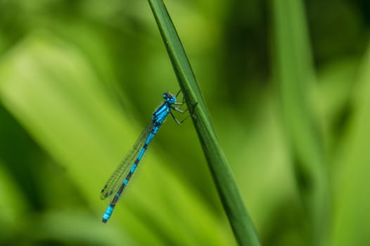 Calopteryx splendens of lake of godivelle in puy de dome in france