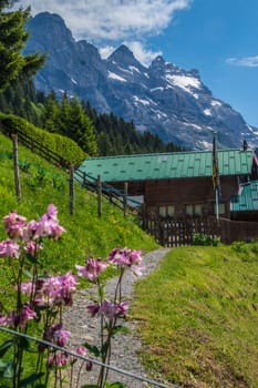 merine,alpe of chaux,vaud,swiss