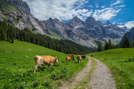 solalex,vaud,swiss
