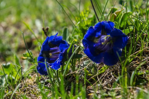 gentiana,cheney,valtournenche,val aosta,italy