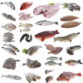 composite picture of fish in front of white background