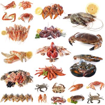 composite picture of seafood and shellfish in front of white background