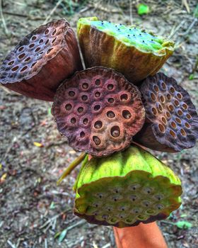 a Lotus fruit. Breeding lotus with seeds.