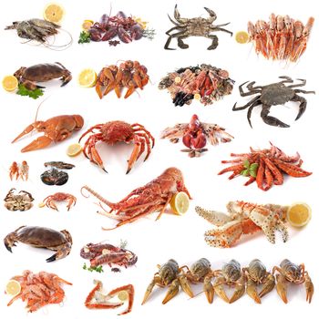 composite picture of seafood and shellfish in front of white background