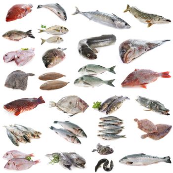 composite picture of fish in front of white background