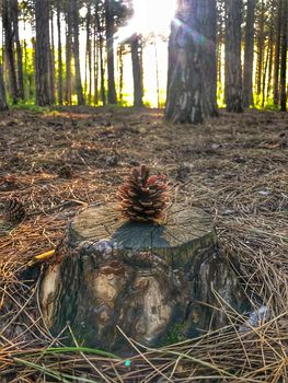 A pine cone is standing on a stump in the forest against a sunset.