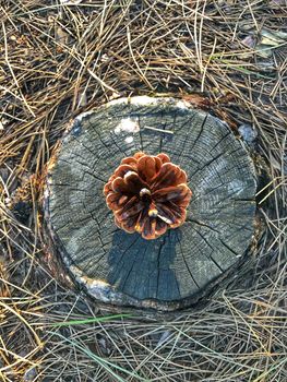 Pine cone is standing on a stump in the forest, top view.
