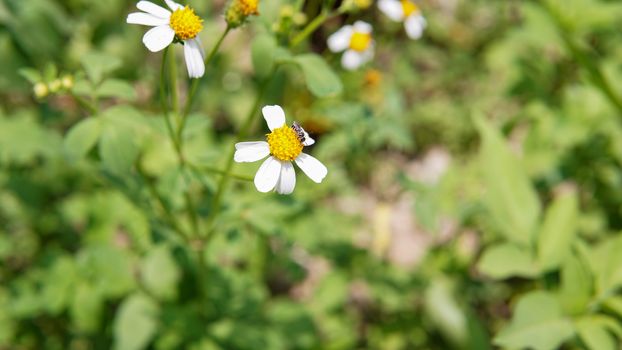 Honey bees pollinating on flower in the garden.