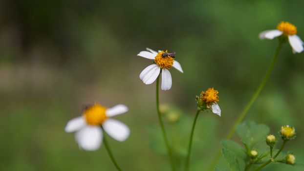 Honey bees pollinating on flower in the garden.