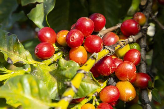 coffee beans at a tree